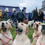 Škotska: Stotine zlatnih retrivera na jednom mestu povodom 155 godina od rođenja prvog legla 13