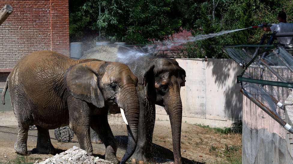 Slonovi u Zoološkom vrtu u Skoplju