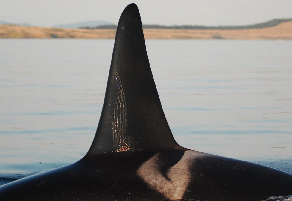 Životinje: Majke kitova ubica čuvaju sinove od pet tona da ne upadnu u nevolje 2 The dorsal fin of an adult male orca showing tooth rake marks from a fight