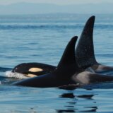 Životinje: Majke kitova ubica čuvaju sinove od pet tona da ne upadnu u nevolje 4