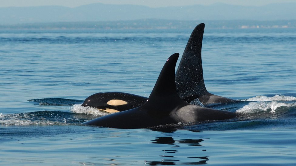 Životinje: Majke kitova ubica čuvaju sinove od pet tona da ne upadnu u nevolje 1 A post-reproductive female travels with her adult son