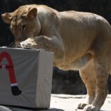 Nemačka: Potraga za odbeglom divljom životinjom u Berlinu, pretpostavlja se da je reč o lavici 4