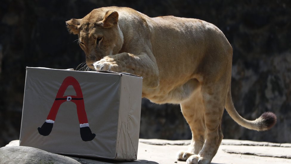 Nemačka: Potraga za odbeglom divljom životinjom u Berlinu, pretpostavlja se da je reč o lavici 1 lav, lavica