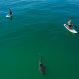 Životinje: Ajkule su bliže nego što mislimo i obično ljude ostave na miru, pokazuju snimci dronom 6