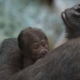 Životinje: Gorila, za koju se verovalo da je mužjak, iznenadila zaposlene u zoološkom vrtu kad je dobila mladunče 3