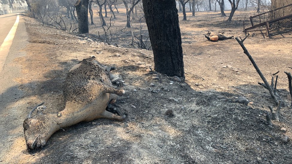 Toplotni talas ’Kerber’: Novi požari u Grčkoj, vatrogasac na Rodosu: „Uzaludno je" 4 rodos, požar na rodosu