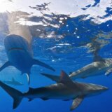 Životinje i plivanje: „Njam-njam žuta” - da li kupaći kostimi mogu da privuku ajkule 5