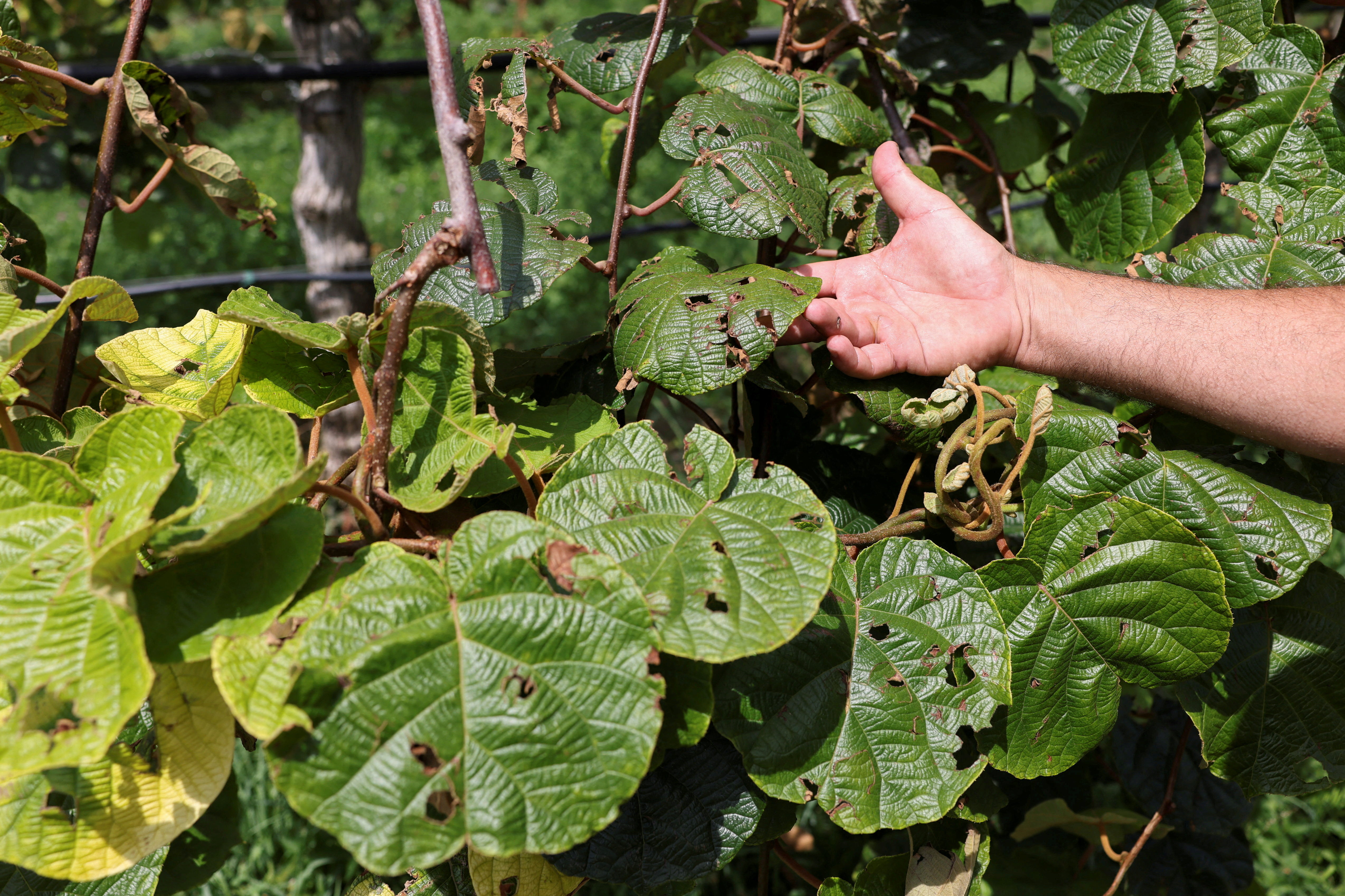 Superćelijska oluja: Kolika je šteta od nevremena u Srbiji i ko će da je plati 5 Posledice oluje