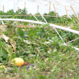 Superćelijska oluja: Kolika je šteta od nevremena u Srbiji i ko će da je plati 5