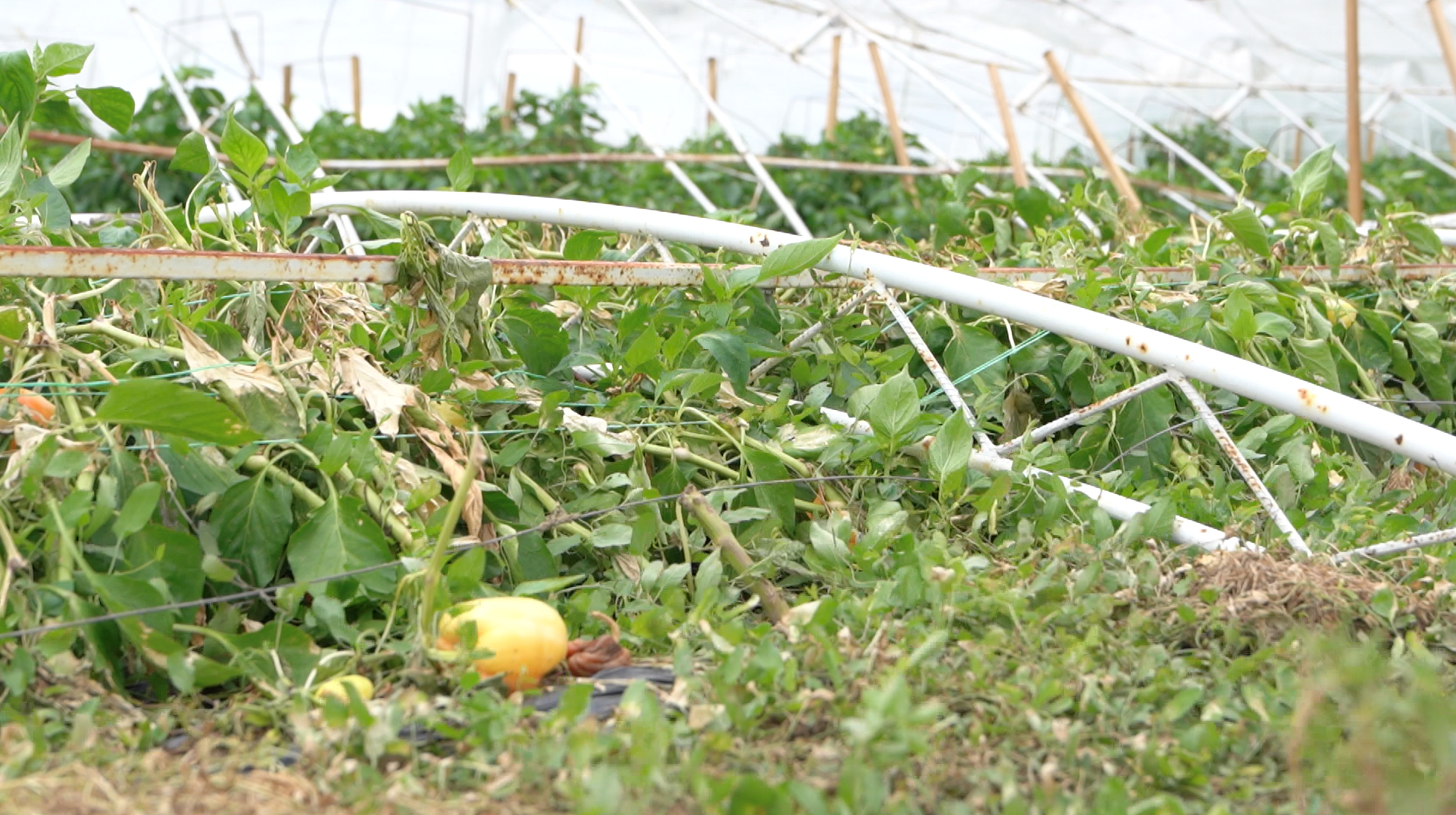 Superćelijska oluja: Kolika je šteta od nevremena u Srbiji i ko će da je plati 1 Srušeni plastenik