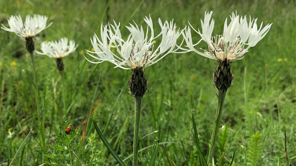Srbija i životna sredina: Ko su konzervatori prirode i šta oni rade 4 niški različak