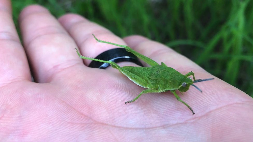Srbija i životna sredina: Ko su konzervatori prirode i šta oni rade 8 pančićev skakavac