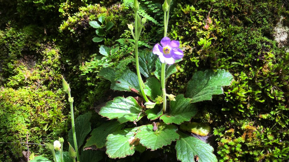 Srbija i životna sredina: Ko su konzervatori prirode i šta oni rade 7 Cvet
