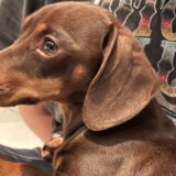 Velika Britanija i životinje: Jazavičar ponovo sa vlasnicima zahvaljujući viralnom snimku krađe 14