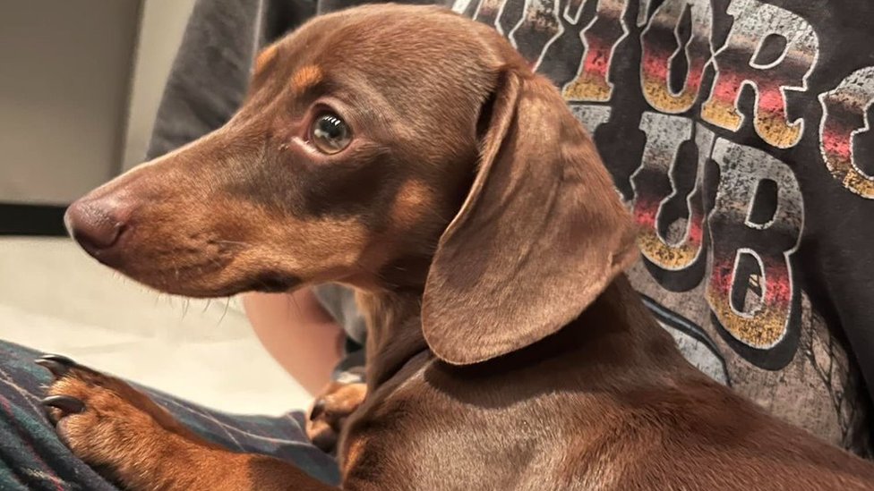 Twiglet, a 16-month-old dachshund