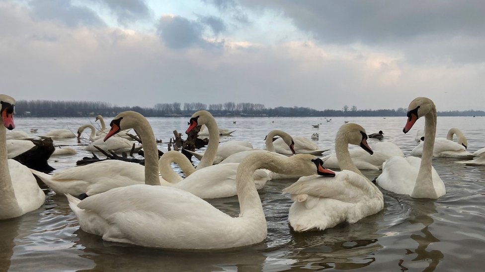 Srbija i književnost: „Nežan, duhovit i pun znanja", preminuo književnik David Albahari 3 labudovi na zemunskom keju