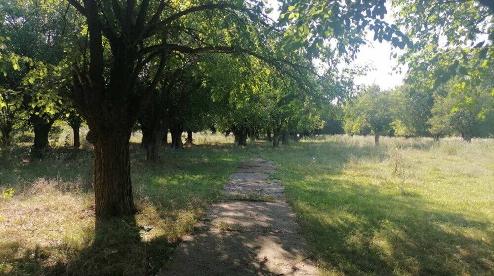 Ne secite mu granje: Inicijativa da se sačuva dudova šuma u Perlezu 1