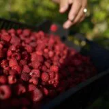 Malinari u problemu sa cenom, ali i neredovnim isplatama: Hladnjačari krive banke, a država ćuti 3