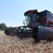 Žetva pšenice već početkom juna, a silosi puni starog roda: Kako sačuvati kvalitet hlebnog zrna? 13