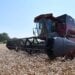 Žetva pšenice već početkom juna, a silosi puni starog roda: Kako sačuvati kvalitet hlebnog zrna? 2
