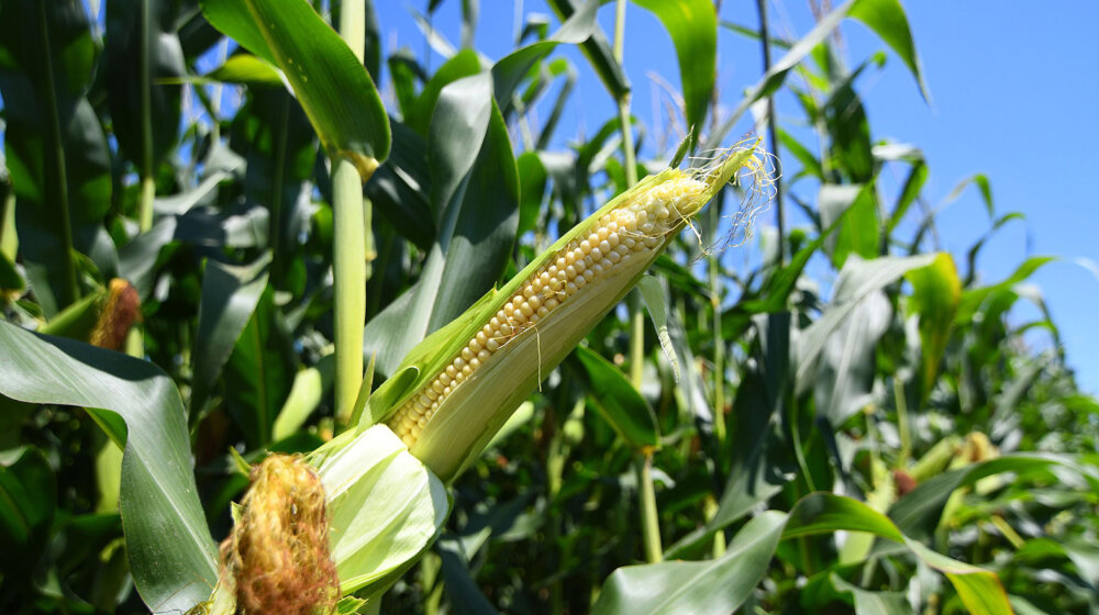 Poljoprivrednici upozoravaju da je kukuruz u krizi zbog nedostatka vlage 1