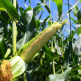 Poljoprivrednici upozoravaju da je kukuruz u krizi zbog nedostatka vlage 1