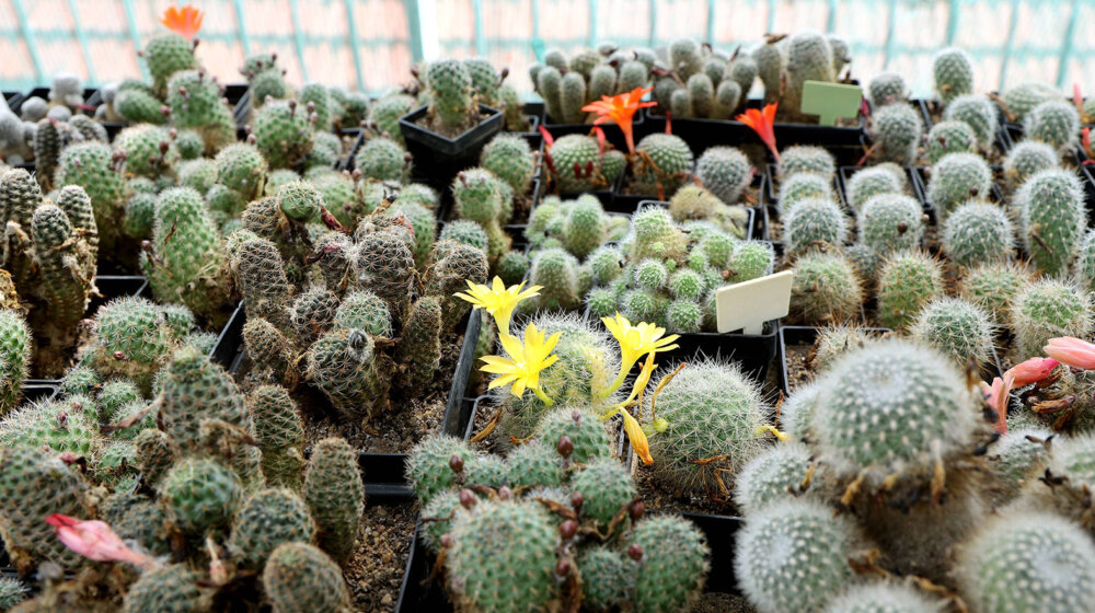 Najbolje cveće koje voli sunce 1