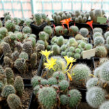 Najbolje cveće koje voli sunce 10