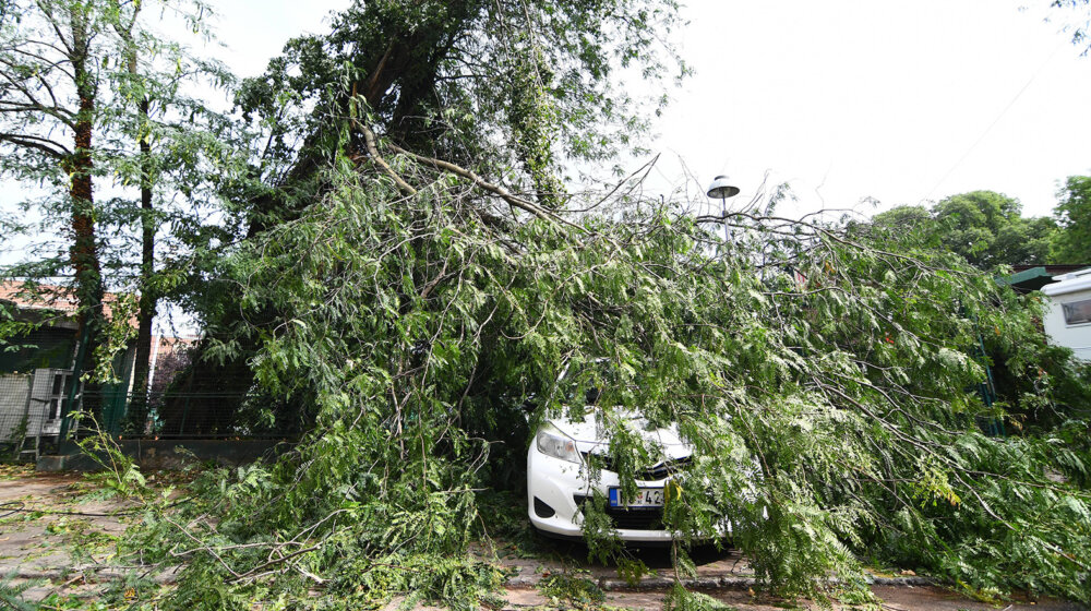 Nevreme u Vojvodini uništilo šume, biće potrebne godine za obnovu 1