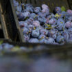 Proizvođači borovnica i suvih šljiva iz Srbije zadovoljni mogućnošću izvoza tog voća u Kinu 17