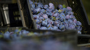 Proizvođači borovnica i suvih šljiva iz Srbije zadovoljni mogućnošću izvoza tog voća u Kinu