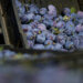 Proizvođači borovnica i suvih šljiva iz Srbije zadovoljni mogućnošću izvoza tog voća u Kinu 1