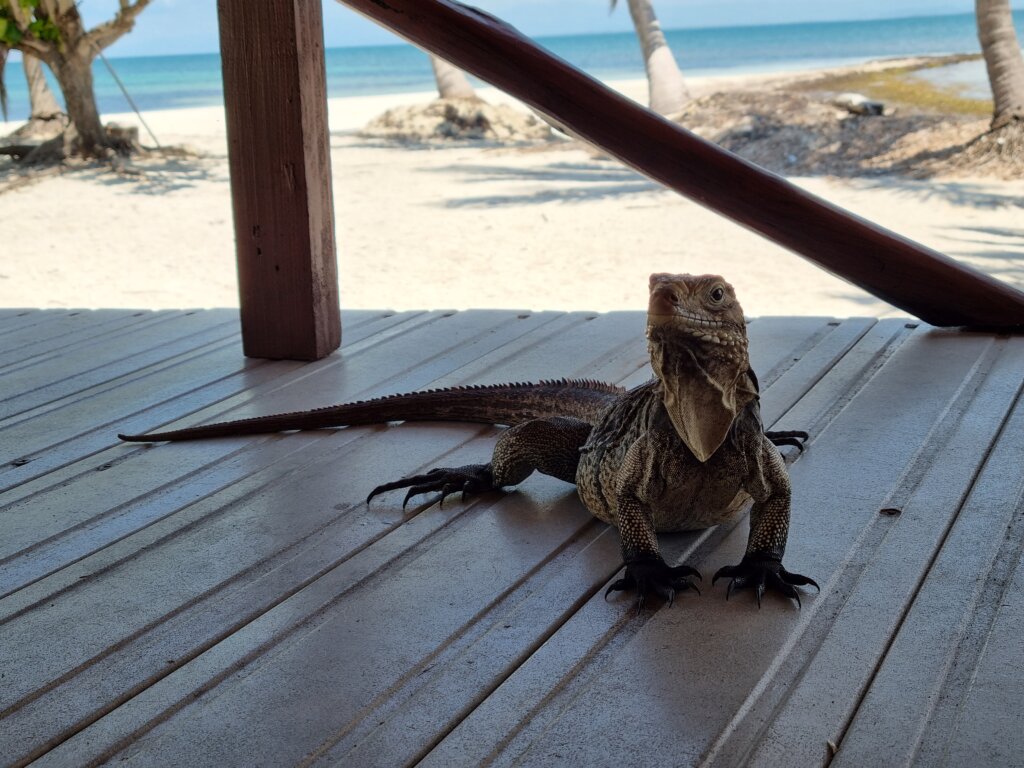 Tamo gde prestaje logika - počinje Kuba: Kako izgleda život sa 30 evra mesečno? 9