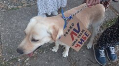 20230714_192556 Zrenjanin protiv nasilja: Zbog Pećinaca, Ribnikara i Mladenovca Srbija mora da stane 2