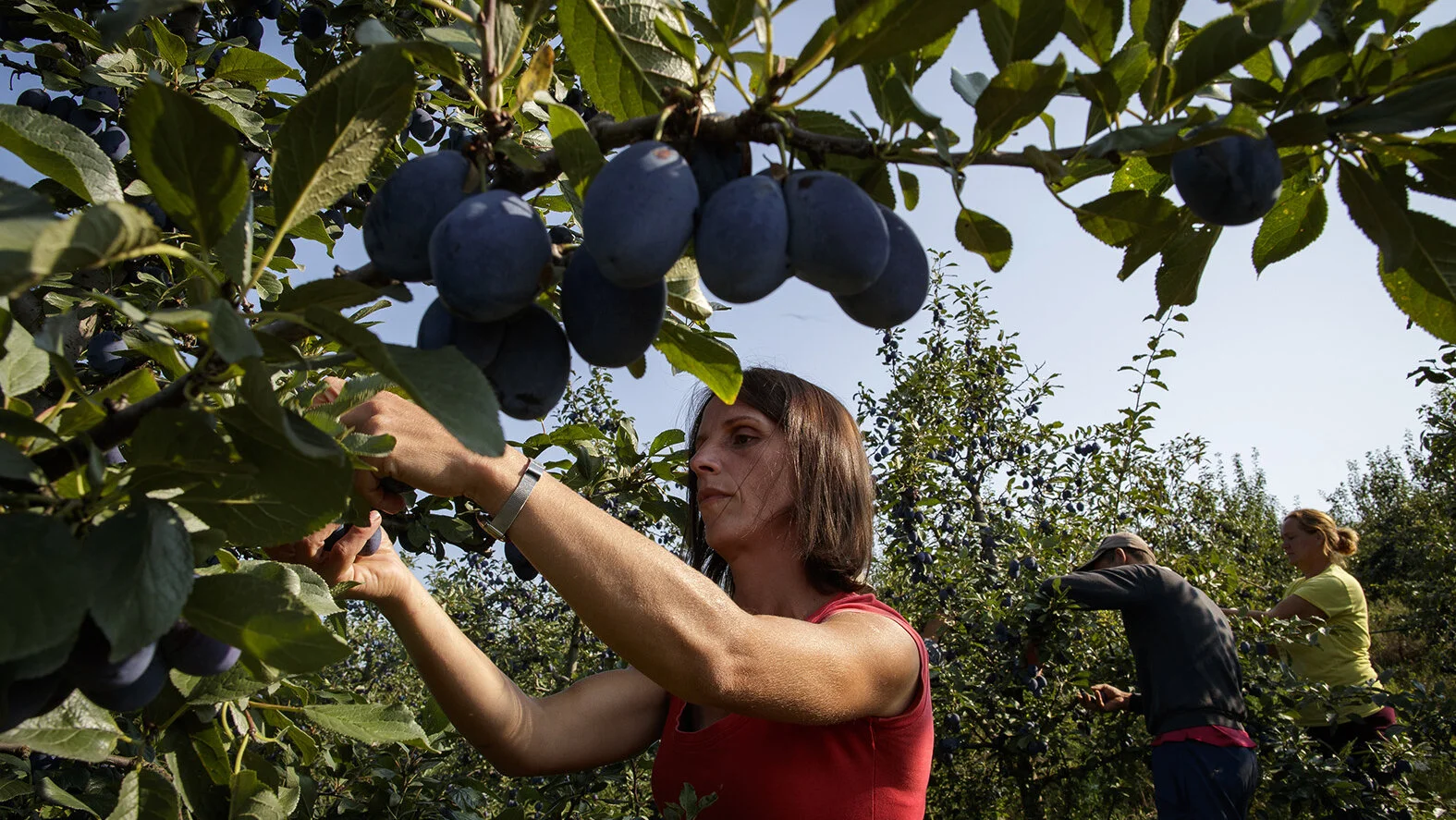 Istraživanje pokazuje koliko se vegetacioni period promenio u poslednjih nekoliko decenija u Srbiji: Da li naša poljoprivreda može da se prilagodi? 2