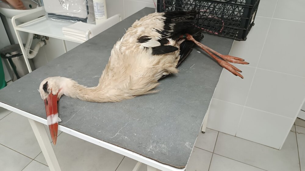 Superćelijska oluja pogodila je i njih, mnoge su stradale, neke operisane: Fotografije svedoče koliko im je strašno bilo 1