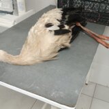 Superćelijska oluja pogodila je i njih, mnoge su stradale, neke operisane: Fotografije svedoče koliko im je strašno bilo 10