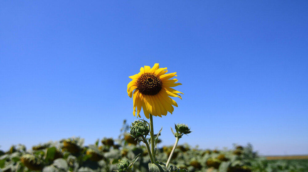 RZS: BDP u 2023. godini povećan za 2,5 odsto 1