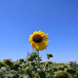 RZS: BDP u 2023. godini povećan za 2,5 odsto 9