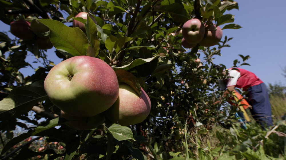 Profesor Keserović: U Srbiji manji rod jabuka zbog prolećnog mraza 1