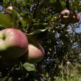 Profesor Keserović: U Srbiji manji rod jabuka zbog prolećnog mraza 6