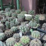 Nišlija prikupio 1.500 različitih vrsta kaktusa (VIDEO) 2