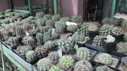 Nišlija prikupio 1.500 različitih vrsta kaktusa (VIDEO) 1