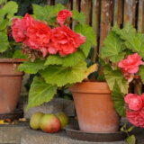 Zašto je važno da praznimo vodu iz saksija za cveće i kakve to ima veze s groznicom Zapadnog Nila? 9