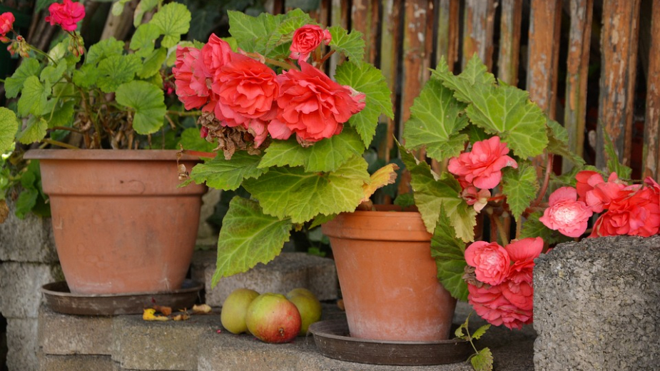 Zašto je važno da praznimo vodu iz saksija za cveće i kakve to ima veze s groznicom Zapadnog Nila? 1