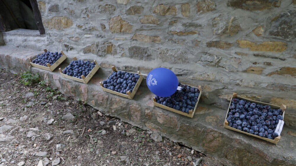 Tradicionalna manifestacija Šumadijski dani šljive u Stragarima 1