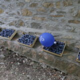 Tradicionalna manifestacija Šumadijski dani šljive u Stragarima 9