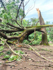 Apel Kragujevčanima za pomoć prilikom saniranja štete od nevremena u Eko parku Ilina voda (FOTO) 7