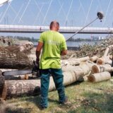 Novi Sad otvorio račun za prikupljanje donacija za obnovu zelenih površina 7
