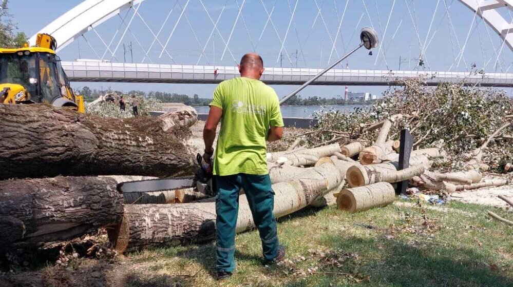 Novi Sad otvorio račun za prikupljanje donacija za obnovu zelenih površina 1